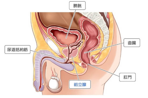 前立腺